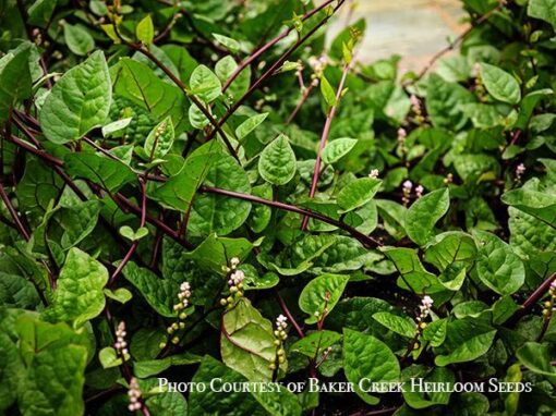 Malabar Spinach